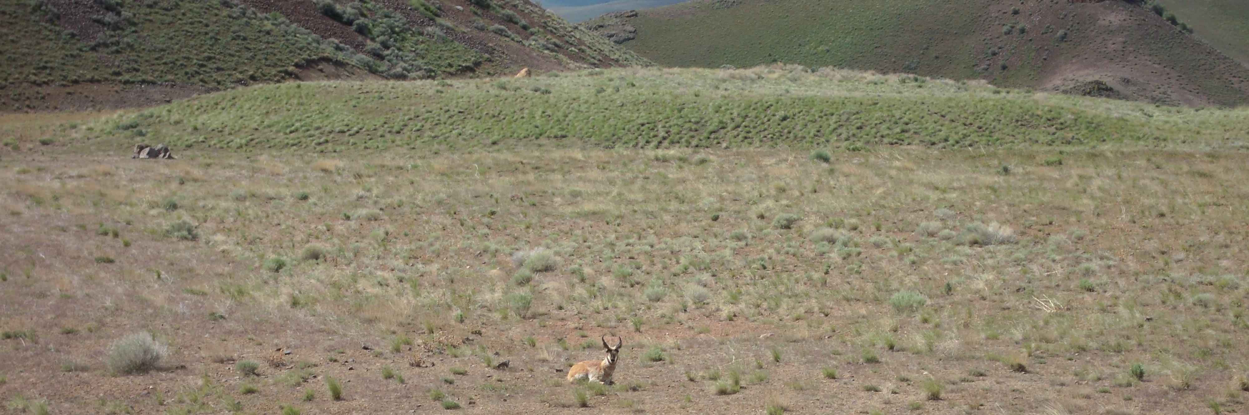 Reclaimed and well-vegetated heap leach pad with a pronghorn laying down in the foreground.