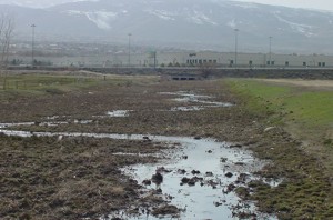 Stream trampled by livestock