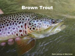 Brown Trout Photo